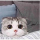 头像